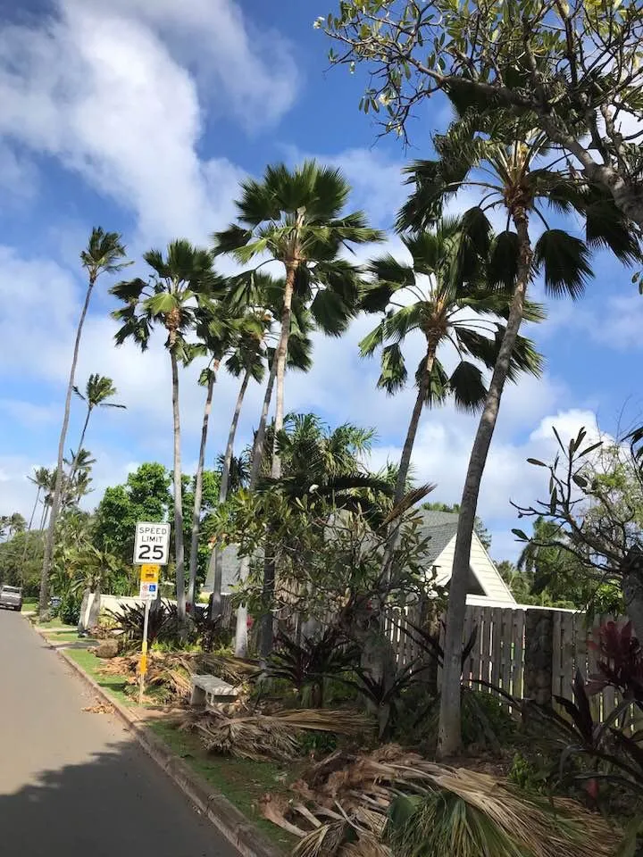 Trusted lawn care service for homes across Honolulu, HI - Eternal Landscaping And Yard Maintenance
