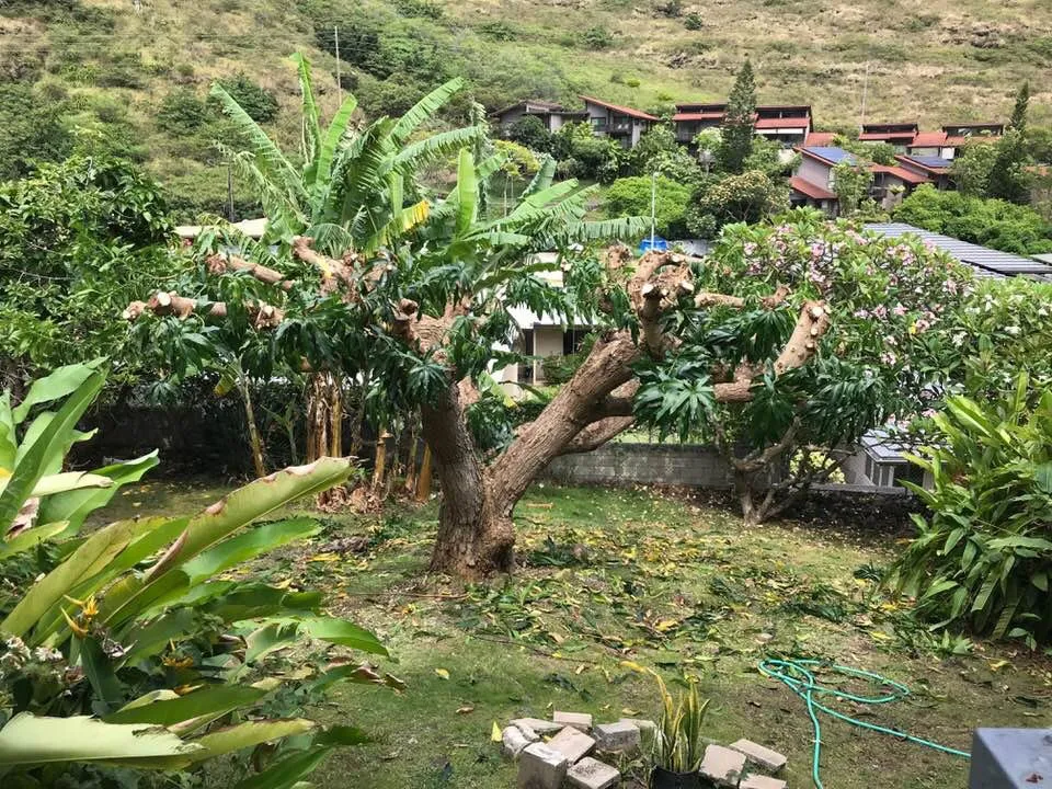 Trusted landscape installation for beautiful yards in Honolulu, HI by Eternal Landscaping And Yard Maintenance