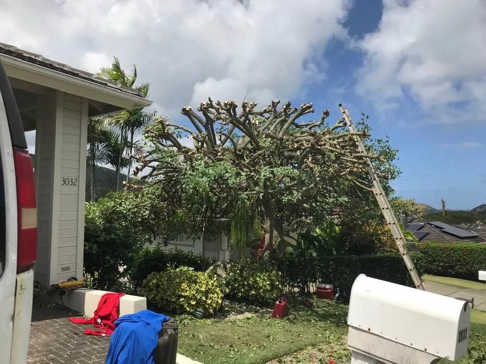 Affordable landscape installation in Honolulu, HI - Eternal Landscaping And Yard Maintenance