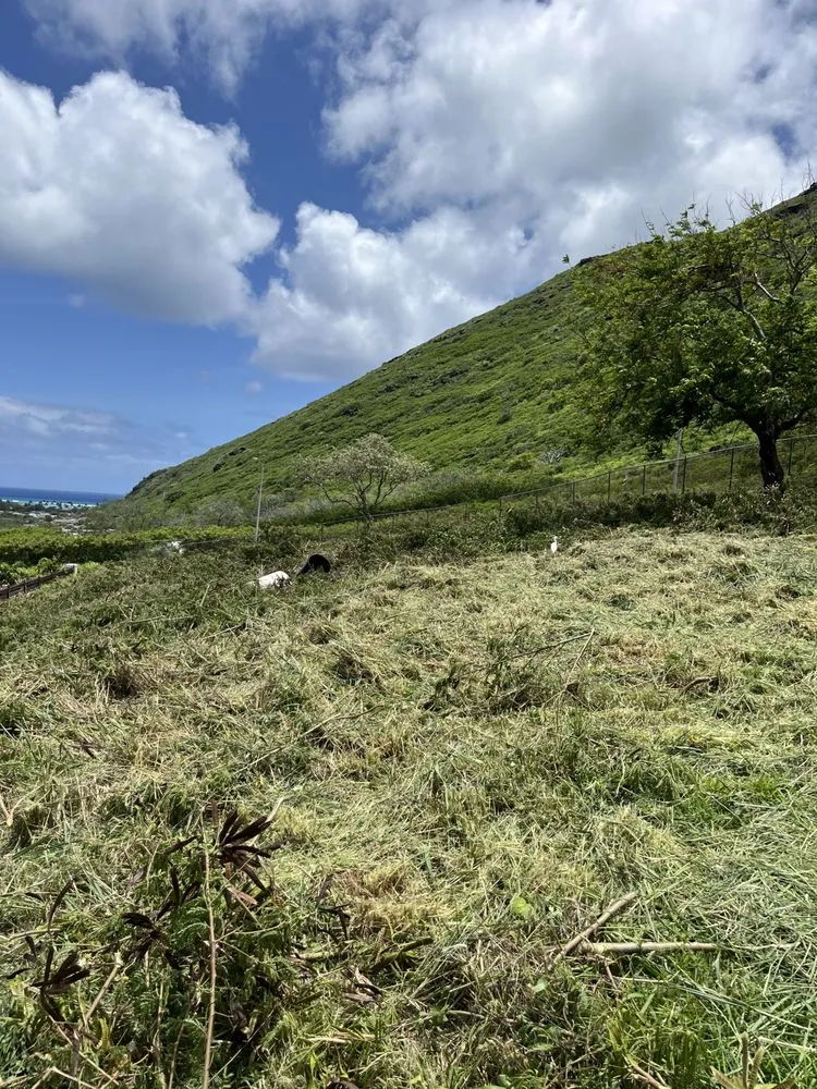 Professional landscape installation in Honolulu, HI by Eternal Landscaping And Yard Maintenance
