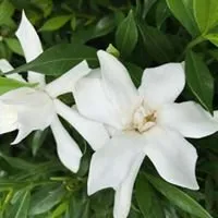 Affordable garden landscaping in Tomball, TX by Eternal Spring Nursery