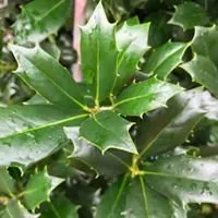 Top-rated lawn mowing service experts serving Tomball, TX - Eternal Spring Nursery