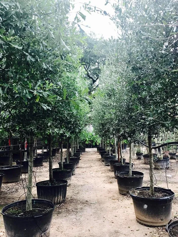 Affordable lawn care service with custom design across Tomball, TX - Eternal Spring Nursery