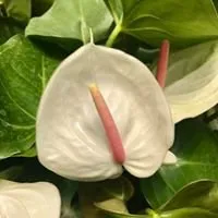 Custom outdoor landscaping for residential properties in Tomball, TX by Eternal Spring Nursery