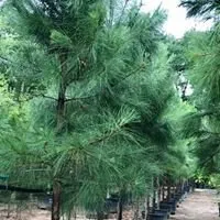 Expert landscaping services for residential properties across Tomball, TX - Eternal Spring Nursery