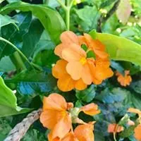 Reliable residential landscaping in Tomball, TX - Eternal Spring Nursery