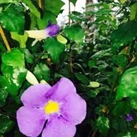 Top-rated residential landscaping for outdoor upgrades in Tomball, TX by Eternal Spring Nursery