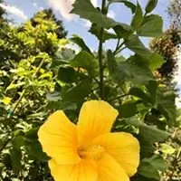 Top-rated lawn care service in Tomball, TX by Eternal Spring Nursery