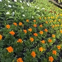 Trusted lawn care service in Tomball, TX - Eternal Spring Nursery
