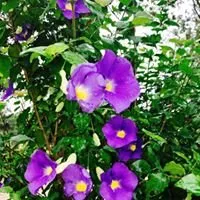 Reliable yard cleanup service with custom design across Tomball, TX - Eternal Spring Nursery