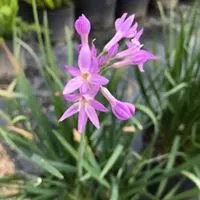 Custom outdoor landscaping in Tomball, TX by Eternal Spring Nursery