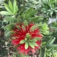 Professional landscape design for residential properties in Tomball, TX by Eternal Spring Nursery