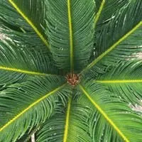 Reliable yard maintenance experts serving Tomball, TX - Eternal Spring Nursery