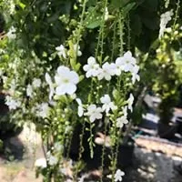 Local landscaping services near you across Tomball, TX - Eternal Spring Nursery