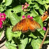 Local landscaping services for residential properties in Tomball, TX by Eternal Spring Nursery