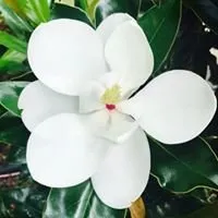 Affordable yard maintenance for year-round maintenance across Tomball, TX - Eternal Spring Nursery