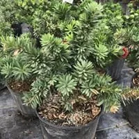 Eternal Spring Nursery