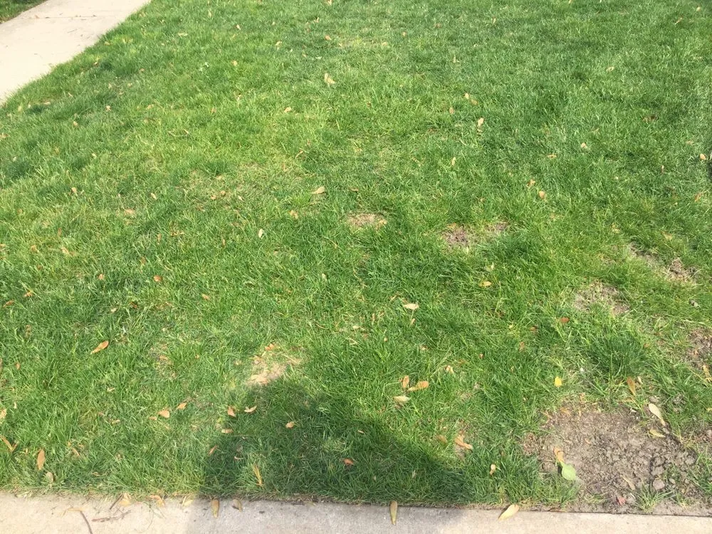 Custom lawn care service experts serving Frankfort, IL - Eternally Green Lawn Care