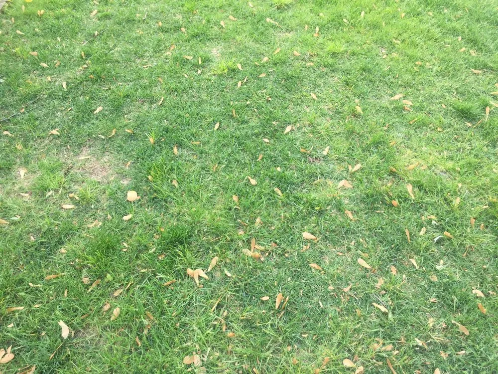 Local landscaping services for homes in Frankfort, IL by Eternally Green Lawn Care