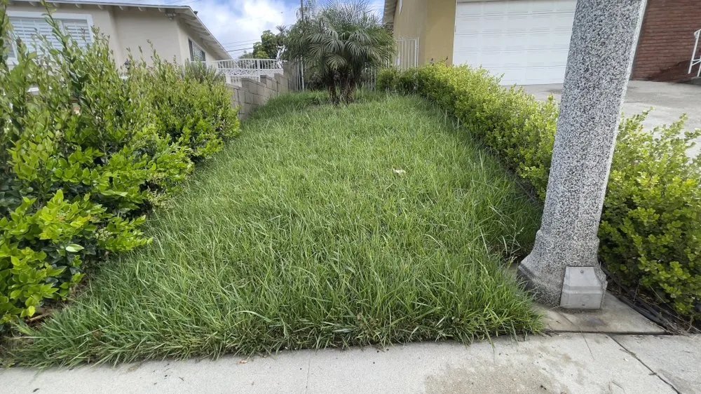 Reliable yard cleanup service experts serving Baldwin Park, CA - Ethan Elaine Landscaping & maintenance