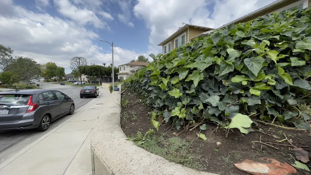 Affordable landscape installation in Baldwin Park, CA - Ethan Elaine Landscaping & maintenance