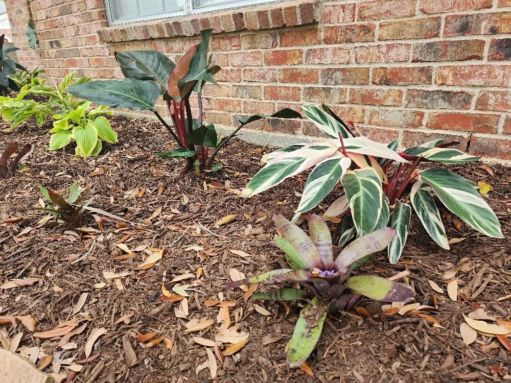 Reliable landscape installation for beautiful yards in Pasadena, TX by Ethan landscape Designs