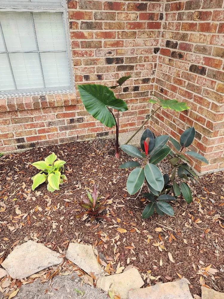 Trusted landscape installation experts serving Pasadena, TX - Ethan landscape Designs