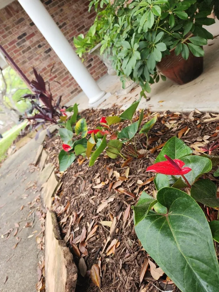 Top-rated outdoor landscaping experts serving Pasadena, TX - Ethan landscape Designs