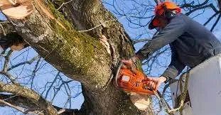 Reliable yard maintenance experts serving Trenton, NJ - Etna Tree Service