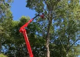 Etna Tree Service Logo