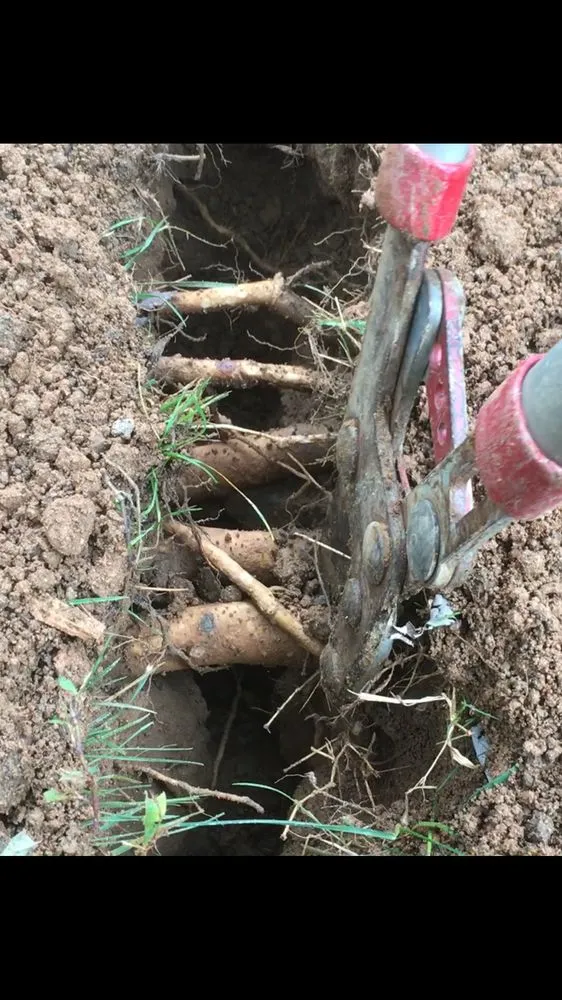 Professional yard cleanup service in Silver Spring, MD by Etree Experts