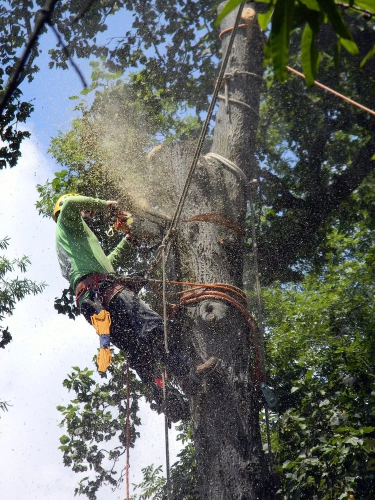 Trusted lawn mowing service experts serving Silver Spring, MD - Etree Experts