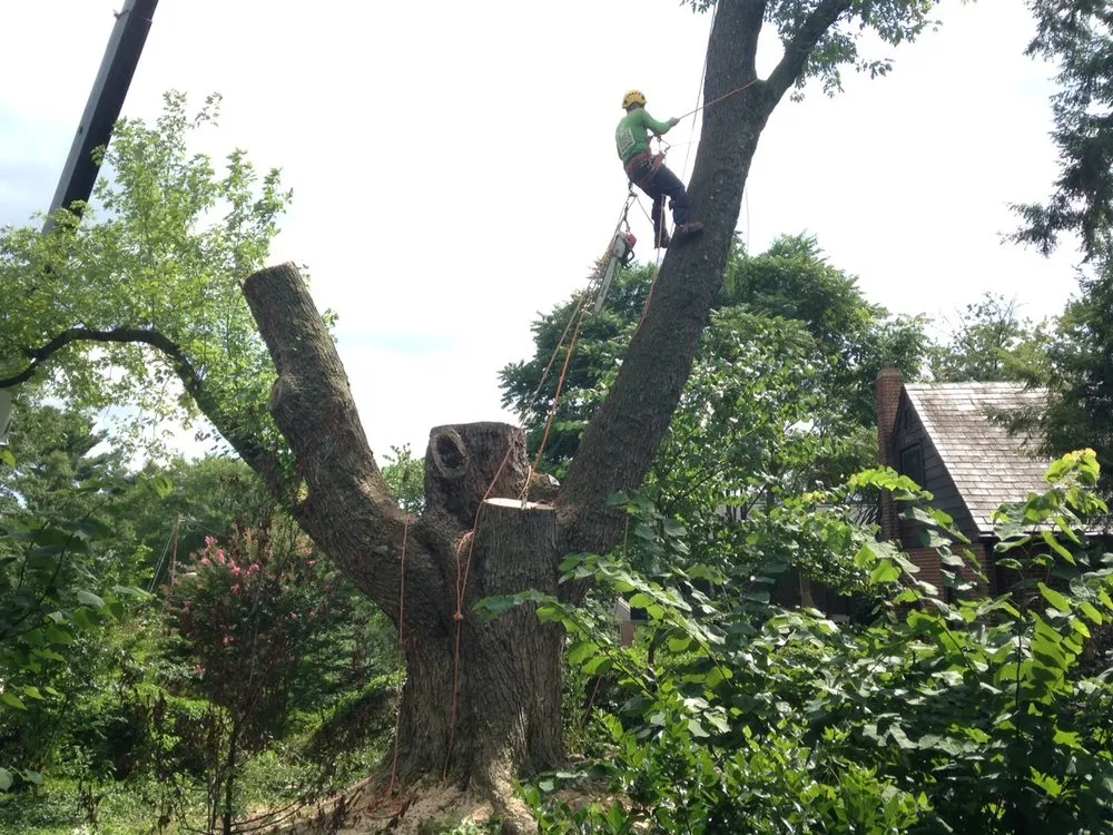 Professional garden landscaping in Silver Spring, MD - Etree Experts