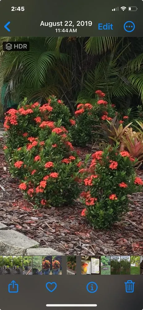 Professional yard cleanup service in Homestead, FL - Euanas Lawn Service