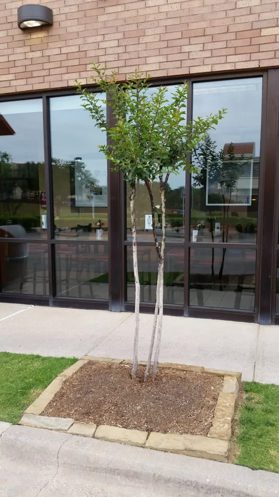 Reliable lawn mowing service with custom design in Coppell, TX by Eugene B Landscaping