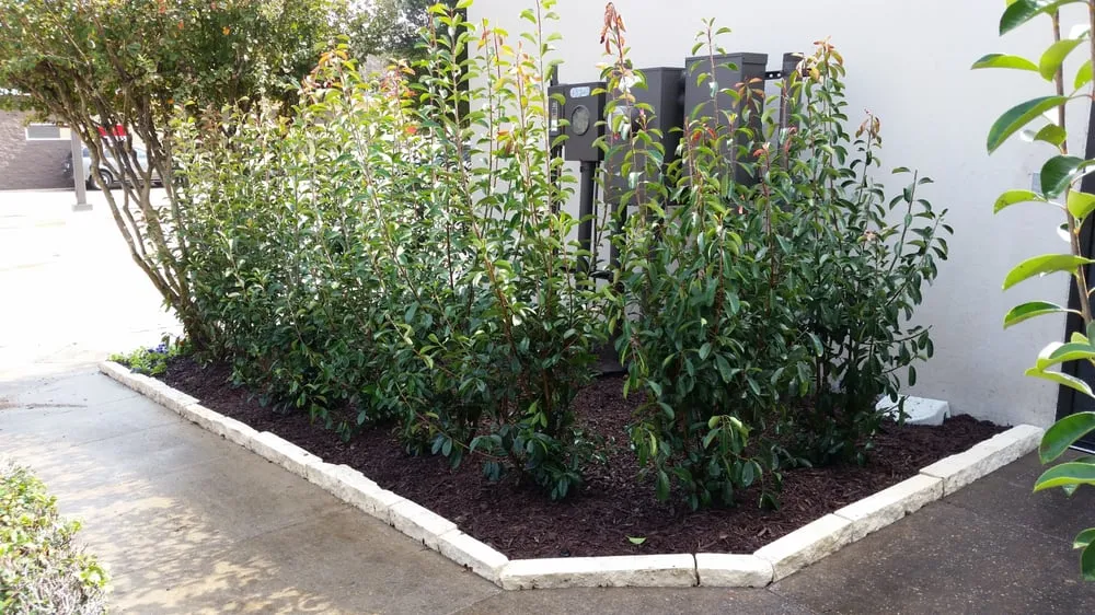 Custom landscaping services for beautiful yards in Coppell, TX by Eugene B Landscaping