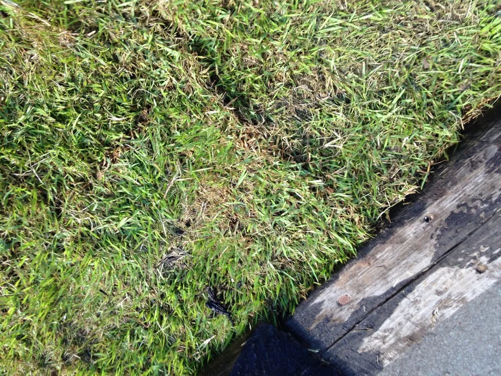 Trusted landscape installation experts serving Coppell, TX - Eugene B Landscaping