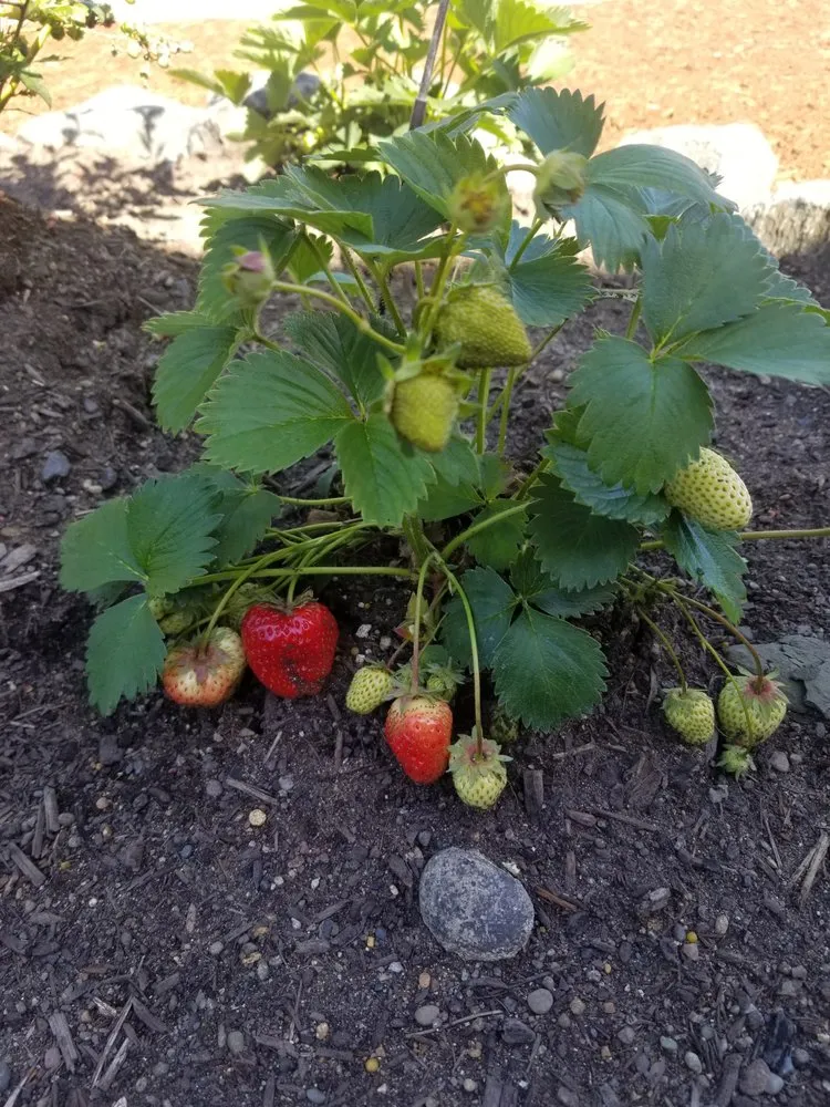 Affordable landscape installation experts serving Eugene, OR - Eugene Landscape & Irrigation