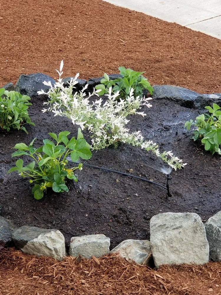 Local lawn mowing service in Eugene, OR by Eugene Landscape & Irrigation