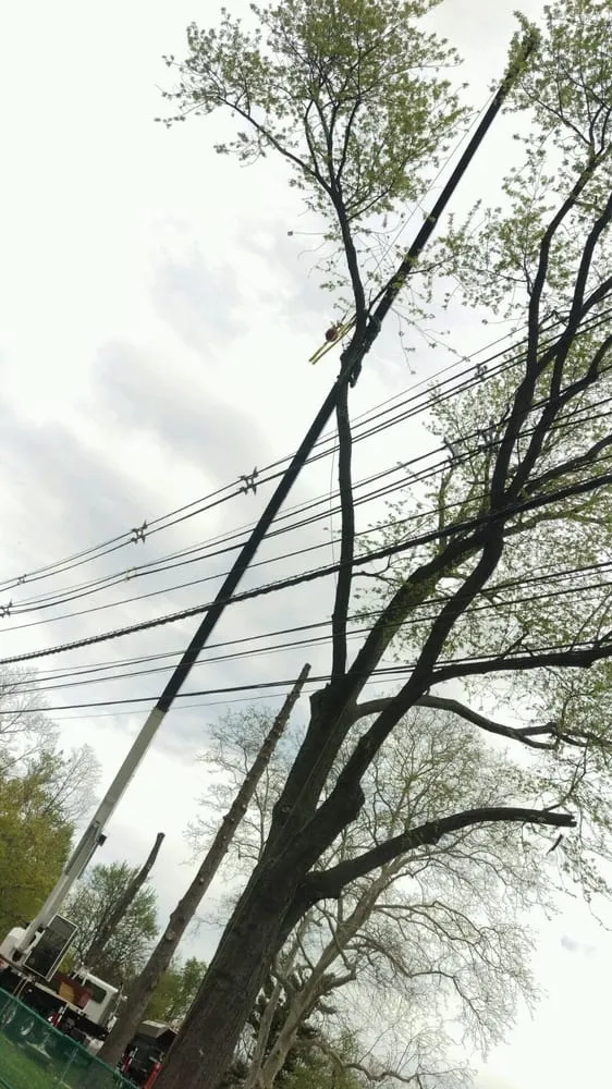 Expert yard maintenance with custom design across Vauxhall, NJ - Eugene M Brennan Tree Service