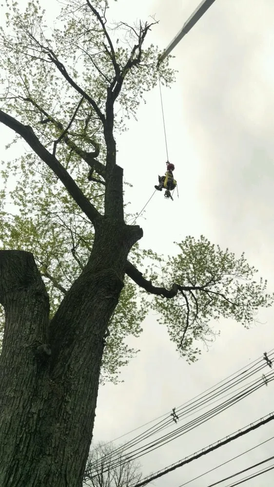Reliable outdoor landscaping for outdoor upgrades across Vauxhall, NJ - Eugene M Brennan Tree Service