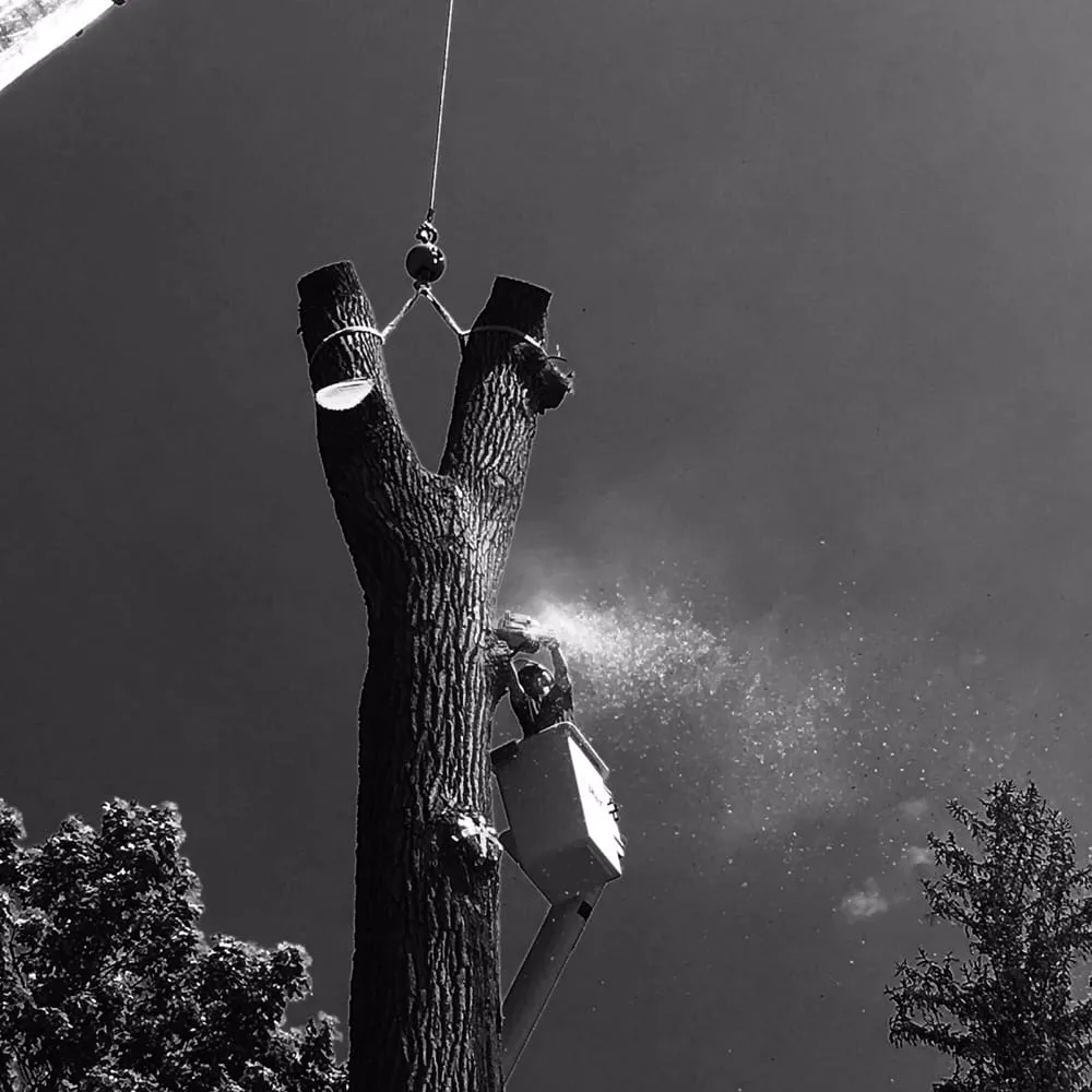 Affordable yard maintenance with custom design across Vauxhall, NJ - Eugene M Brennan Tree Service