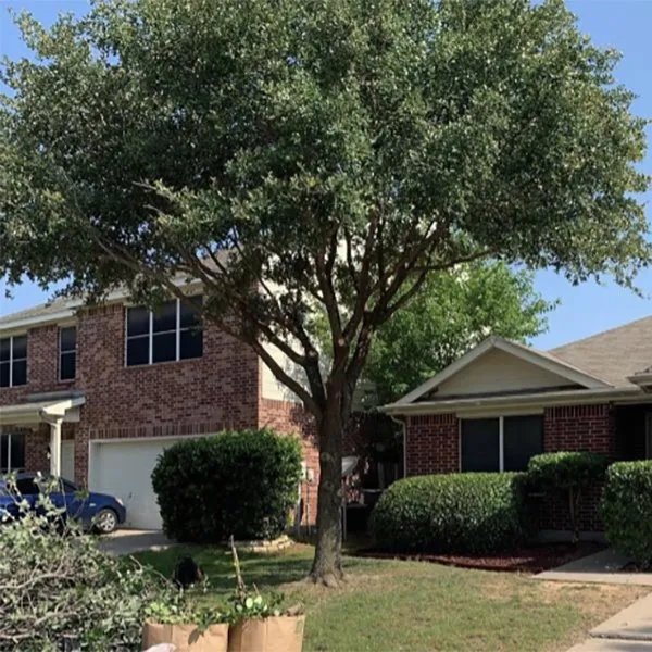 Expert landscape design experts serving Fort Worth, TX - Euless Tree Service Company