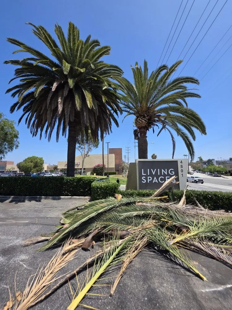 Professional residential landscaping in Santa Monica, CA by Eureka Floriculture & Installation