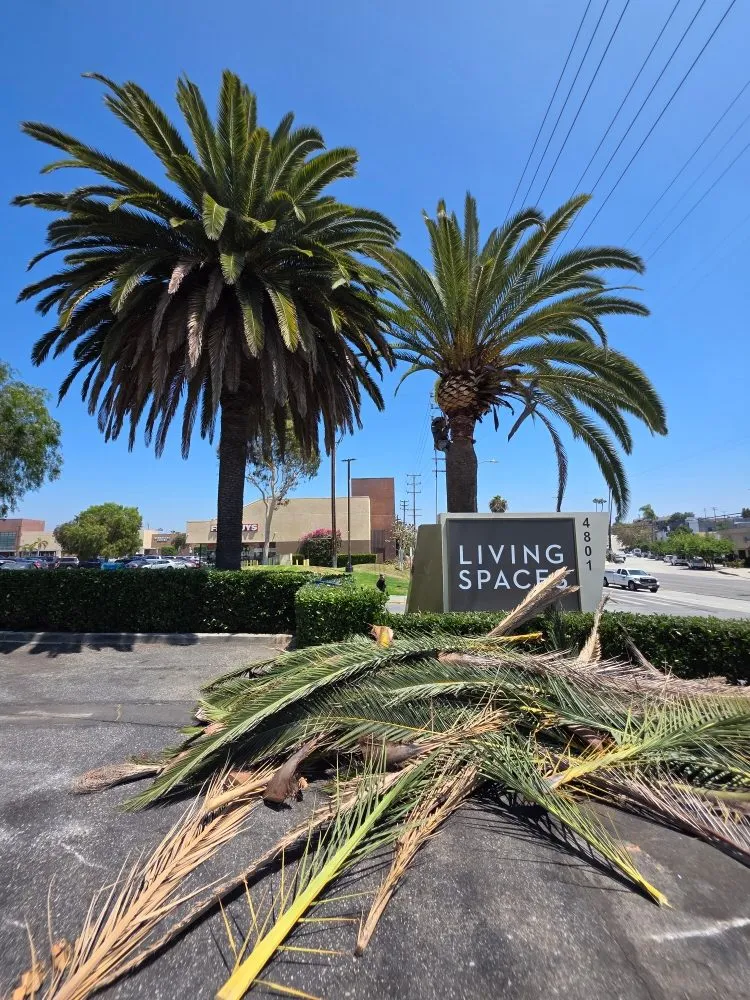 Trusted yard maintenance experts serving Santa Monica, CA - Eureka Floriculture & Installation