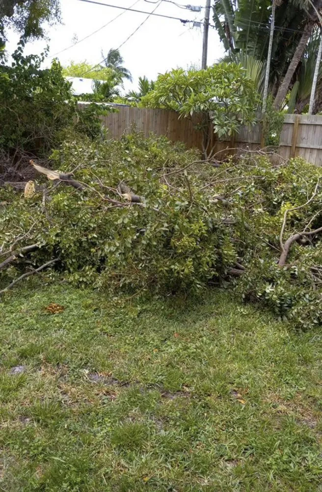 Trusted lawn care service in Fort Lauderdale, FL by Euricow Landscaping