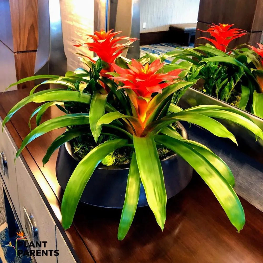 Trusted lawn mowing service for residential properties in Colleyville, TX by European Gardens