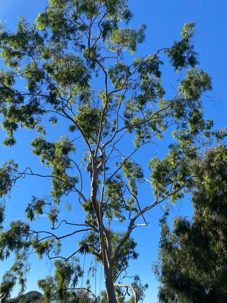 Affordable residential landscaping for year-round maintenance across Fallbrook, CA - Eusebio Tree Services and Landscape