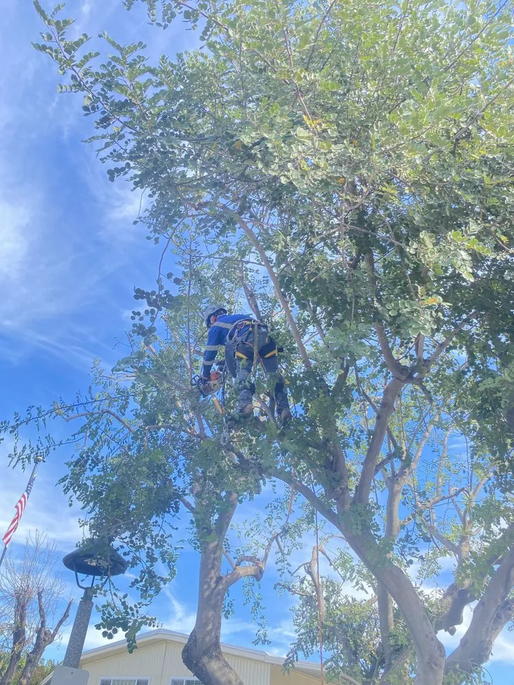 Top-rated garden landscaping in Fallbrook, CA by Eusebio Tree Services and Landscape