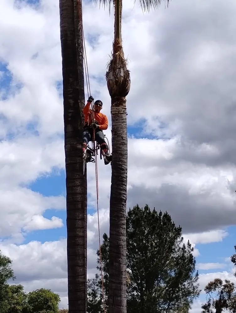 Custom landscape design in Fallbrook, CA - Eusebio Tree Services and Landscape
